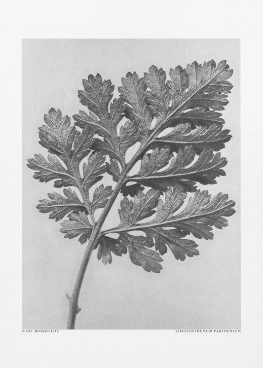 Chrysanthemum parthenium | Canvas