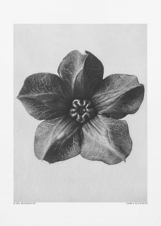 Cobaea Scandens | Canvas