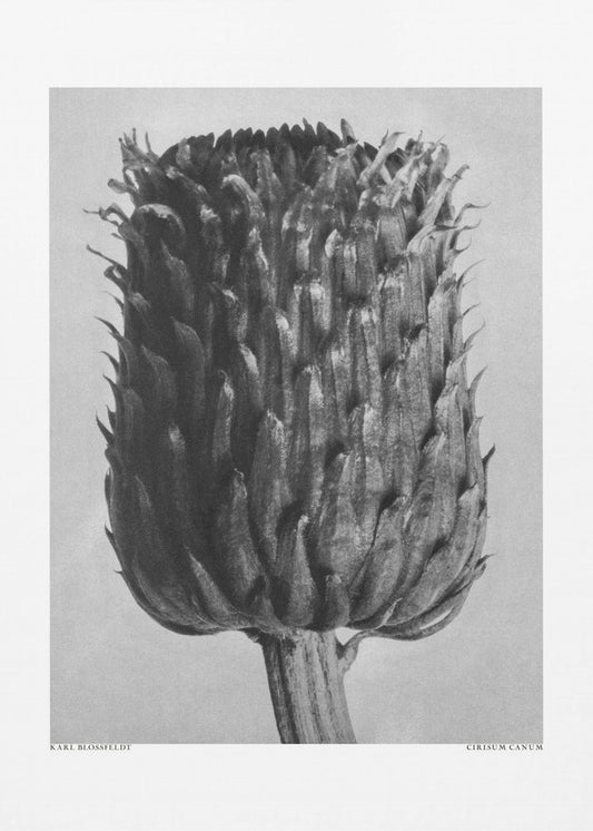 Cirsium Canum (distel) | Canvas