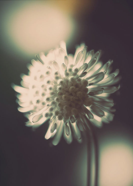 Ethereal Blossom | Poster
