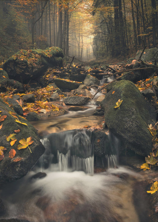 Dromerige herfst | Poster