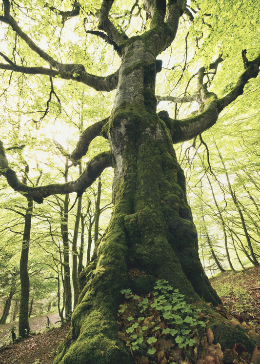 Ent | Poster