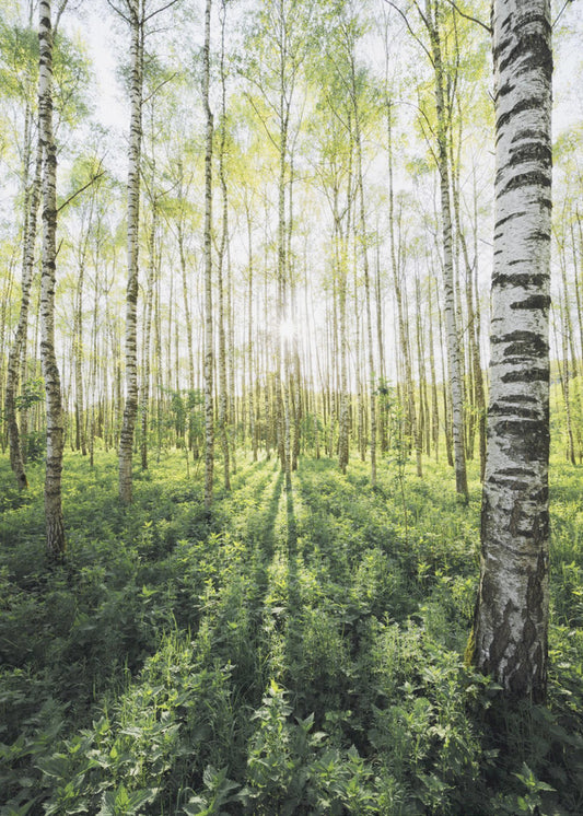 Birch Grove verticaal | Poster