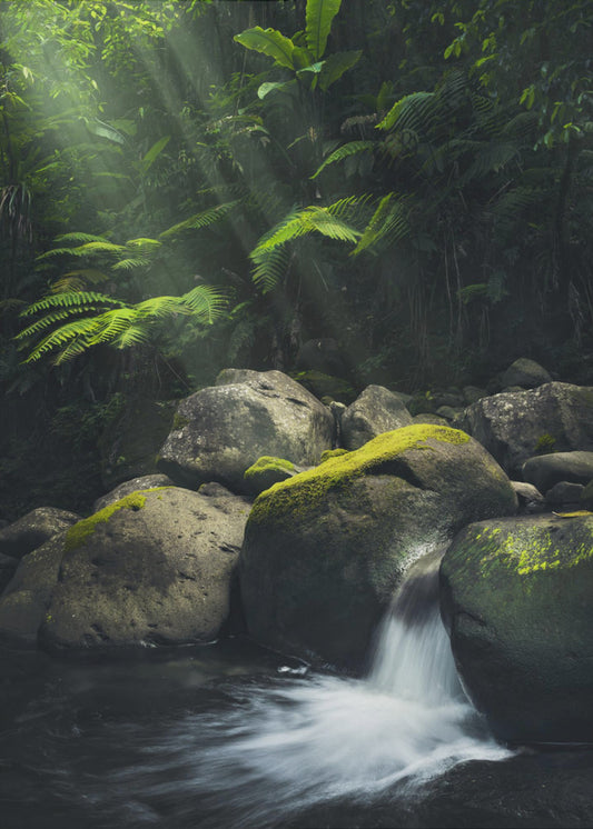 Mystieke jungle | Poster