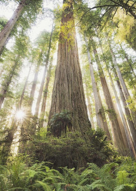 Beautiful Forest | Poster