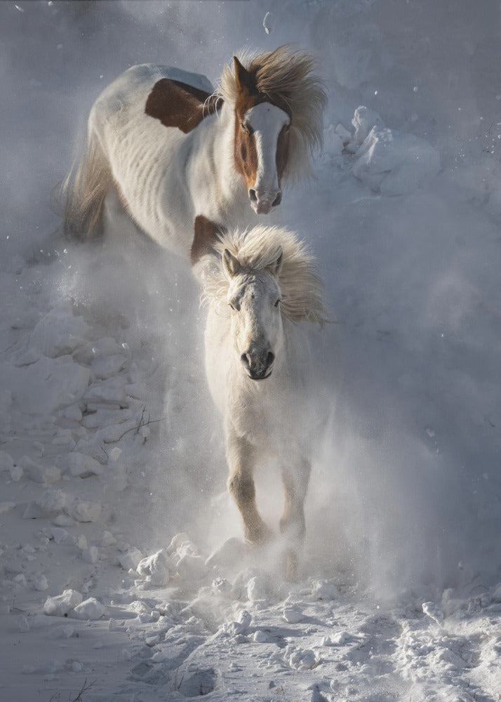 Twee paarden | Canvas