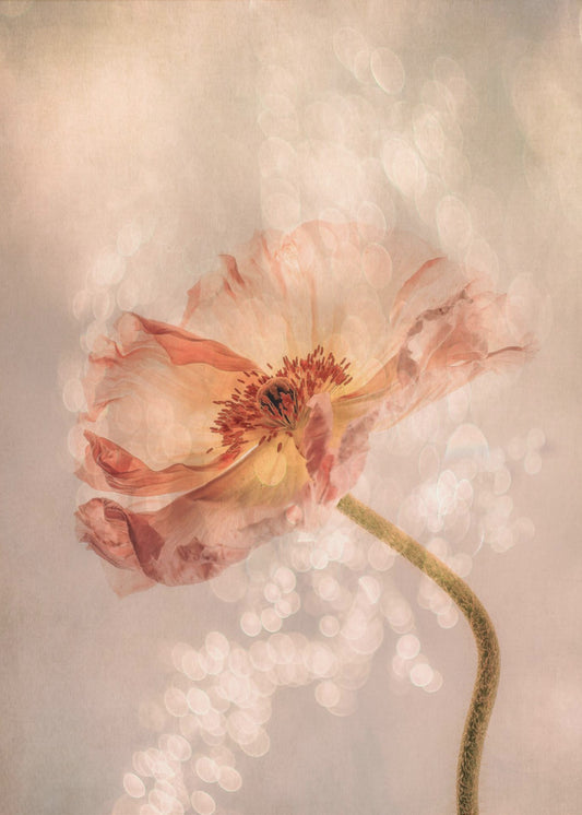 Radiant poppy | Poster
