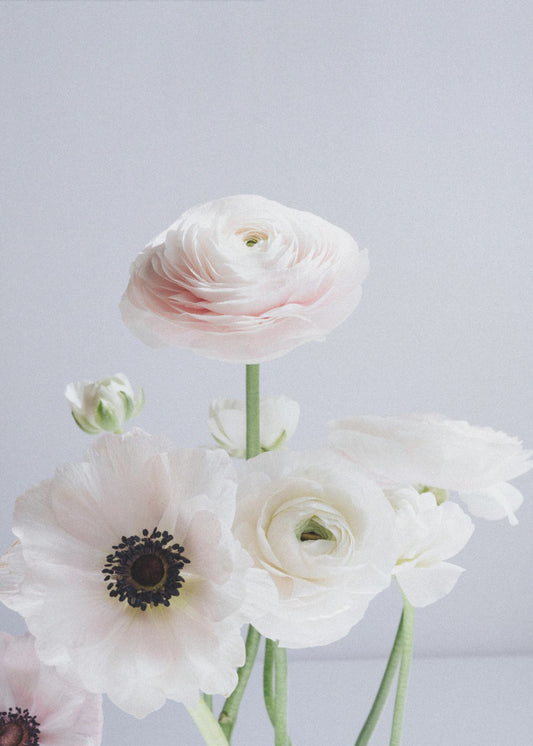 White And Pale Pink Ranunculus Flowers | Canvas