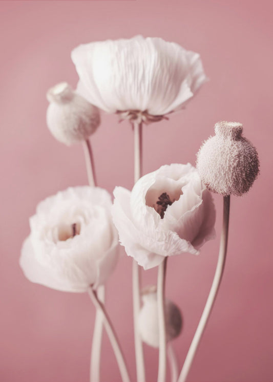 Soft Blooming Poppies | Poster