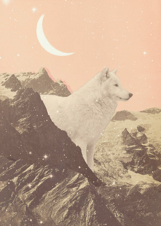 Reuzenwitte wolf in de bergen | Poster