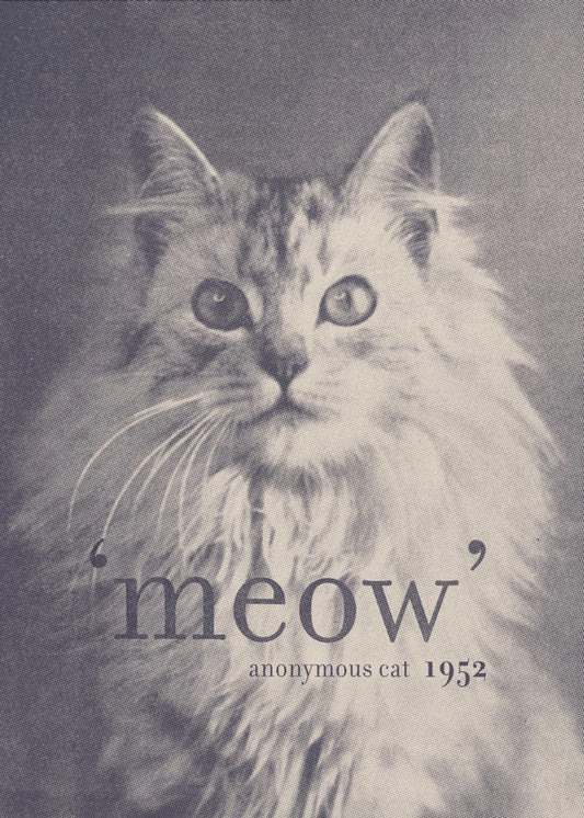 Beroemde Citaat Kat | Poster