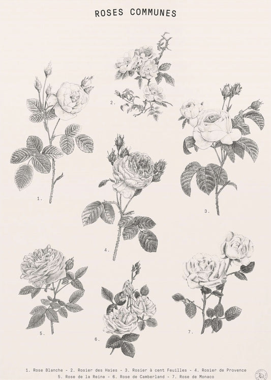 Rozen | Canvas