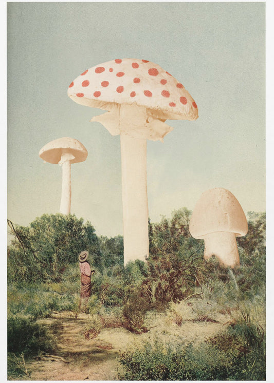 De mooiste reuzenpaddenstoel | Poster