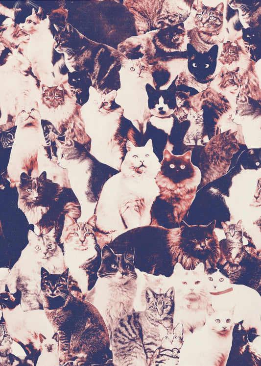 Katten voor altijd | Canvas