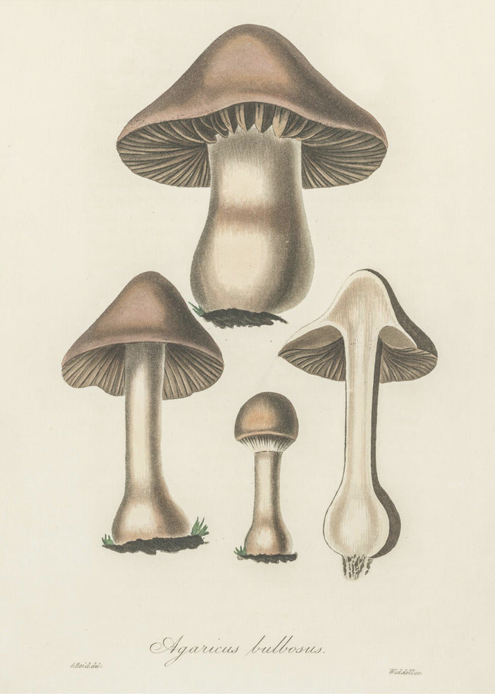 Illustratie van Agaricus Bulbosus. Medische plantkunde 1836 | Canvas