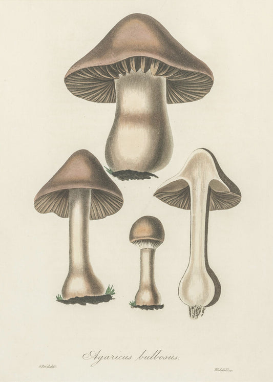 Illustratie van Agaricus Bulbosus. Medische plantkunde 1836 | Canvas