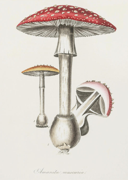 Amanita Muscaria-illustratie. Medische Plantkunde 1836 | Canvas