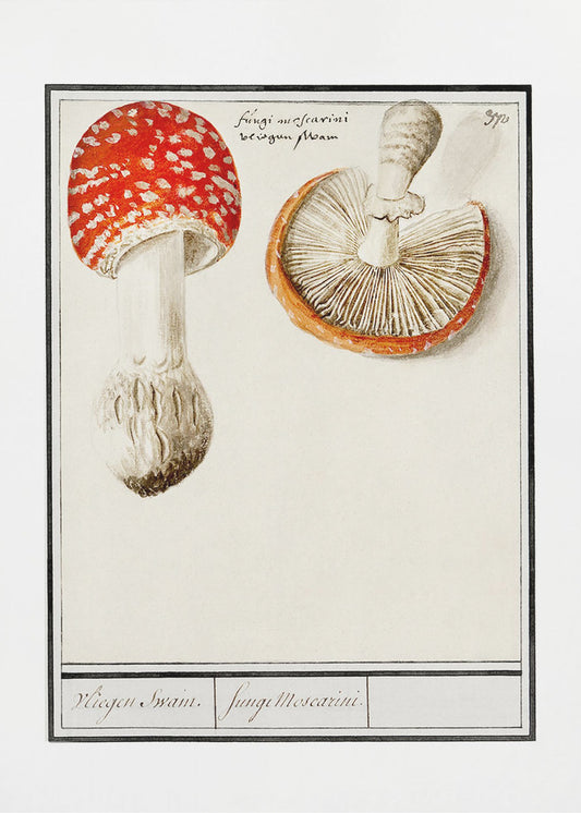 Vliegenzwam, Amanita Muscaria | Canvas