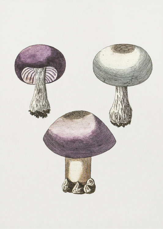Handdauw Violet Webcap Paddenstoel | Canvas
