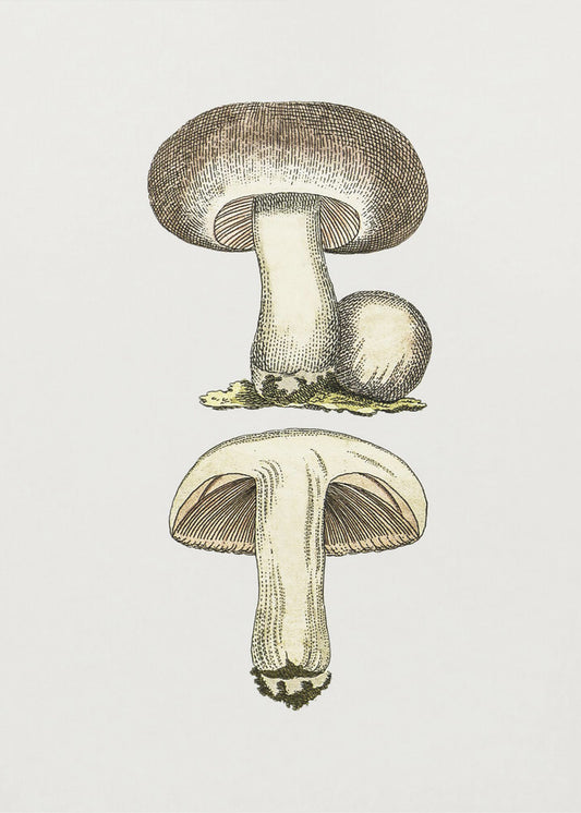 Handgetekende veldpaddestoel grijs | Canvas