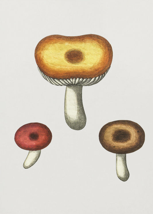 Handgetekende Galerina-paddestoel | Canvas