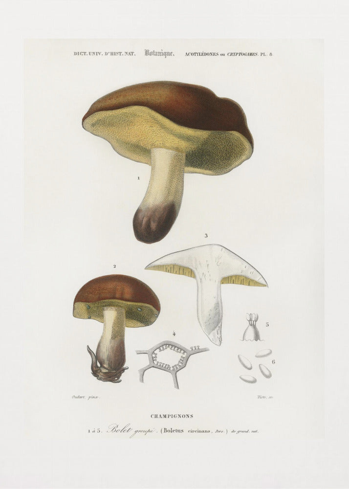 Paddenstoel (boletus Circinans) | Poster