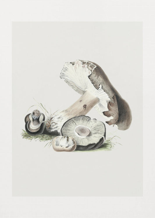 Vintage Agaricus Augustus Paddestoel 50x70 | Canvas