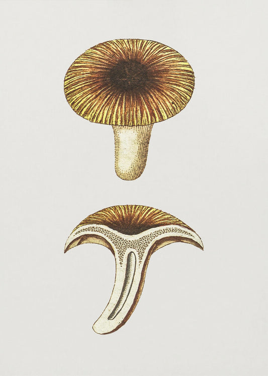 Vintage Cantharellen Eetbare Paddenstoel | Poster