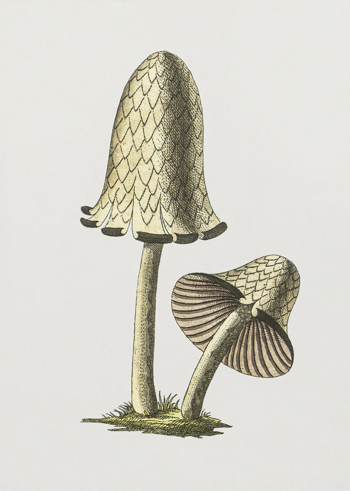 Vintage Inky Cap eetbare paddenstoel | Canvas