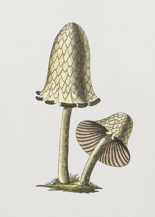 Vintage Inky Cap eetbare paddenstoel | Canvas