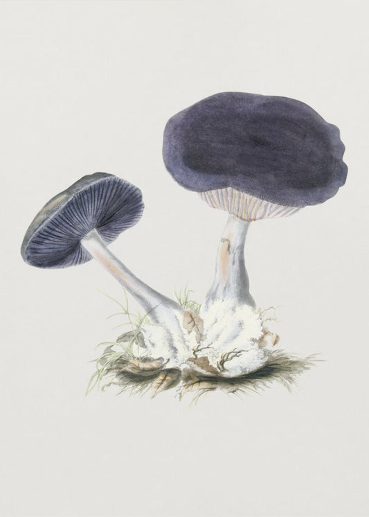 Vintage Violet Webcap Paddenstoel | Canvas