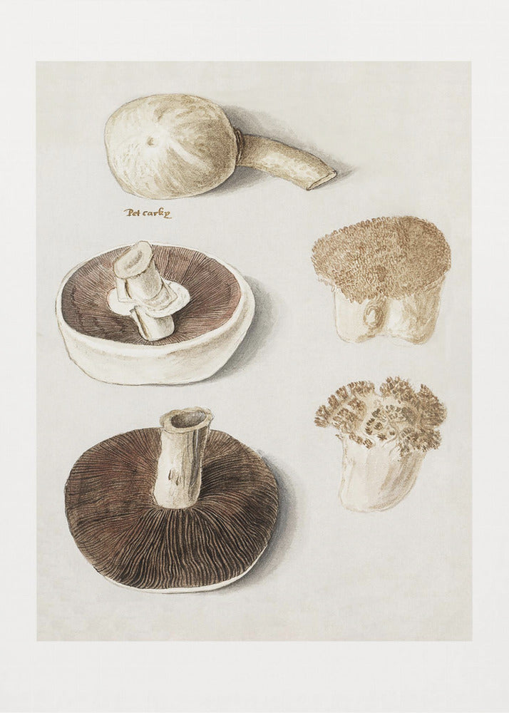 Common Meadow Mushroom, Agaricus Campestris Standing | Poster