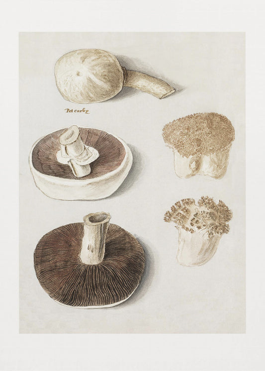 Gewone weidepaddestoel, Agaricus Campestris, staand | Canvas