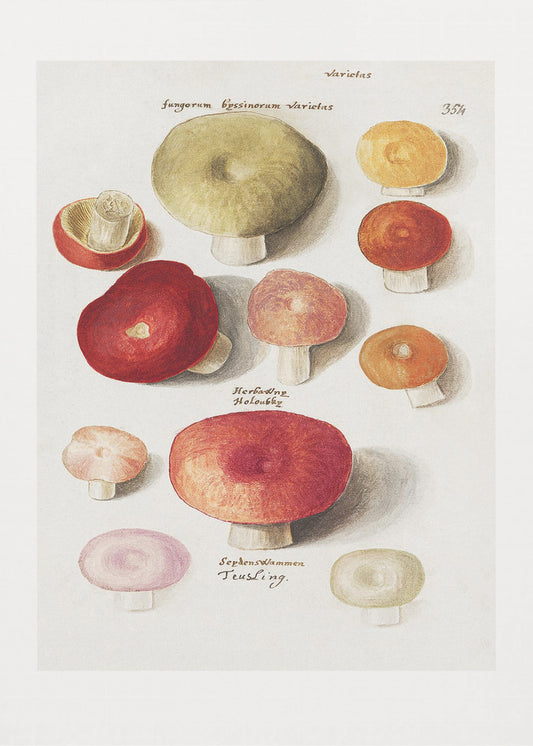 Boleten, Boletales staand | Poster