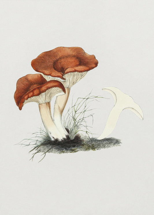 Met de hand getekende roodbruine melkzwam | Canvas