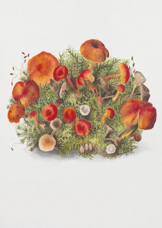 Studie van paddenstoelen (1880) Portretmodus | Canvas