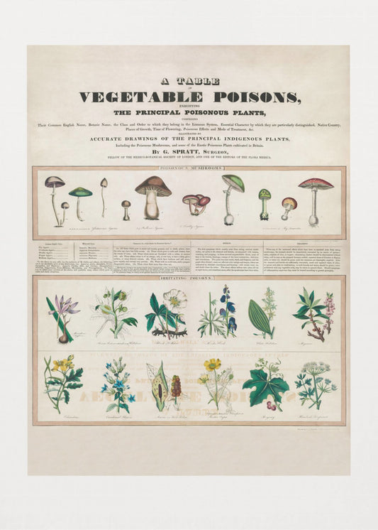 Giftige paddenstoelen irriterende gifstoffen | Poster