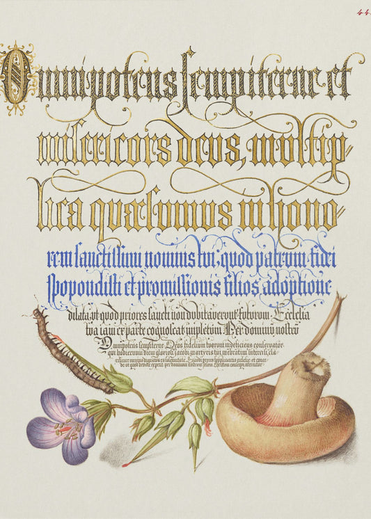 Paddenstoelposter | Canvas