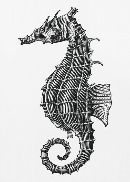 Zeepaardje | Canvas