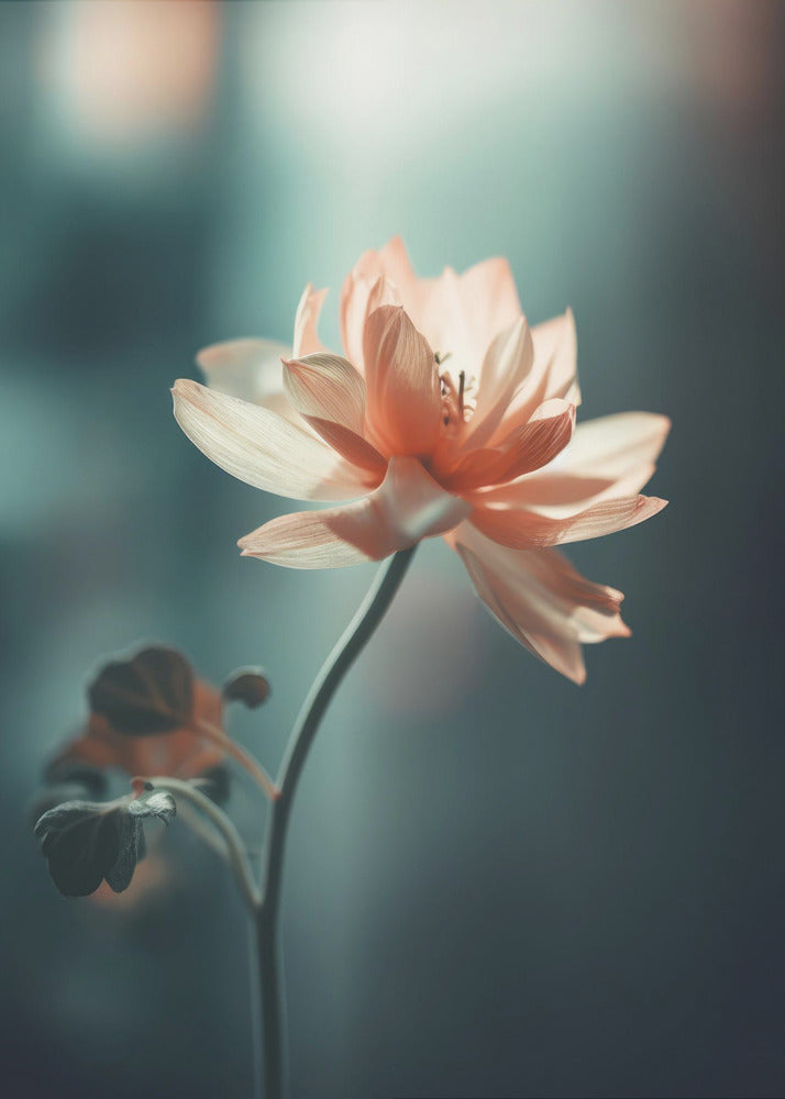 Bloemblaadjessereniteit | Canvas