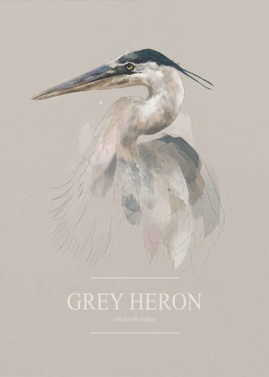 Blauwe reiger | Poster