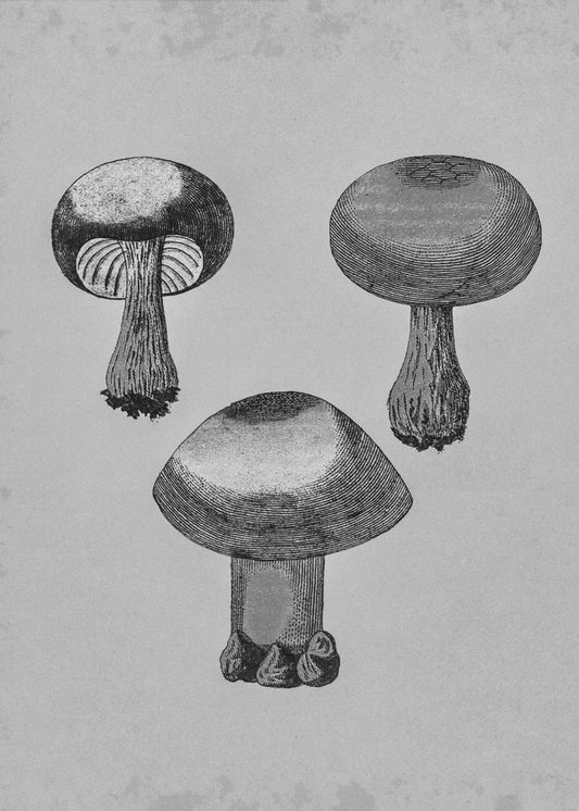 Violette webcap-paddestoel | Canvas