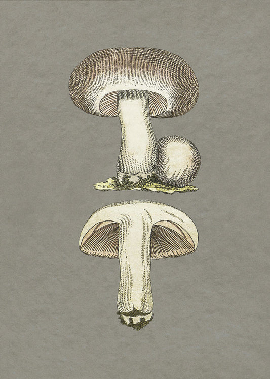 Paddenstoelen | Poster