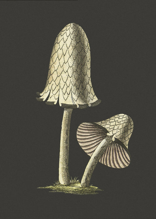 Vintage Inky Cap eetbare paddenstoel zwarte achtergrond | Canvas