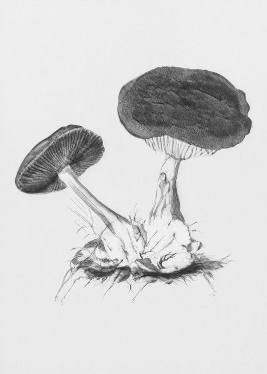 Vintage Violet Webcap Mushroom Helder Zwart | Poster