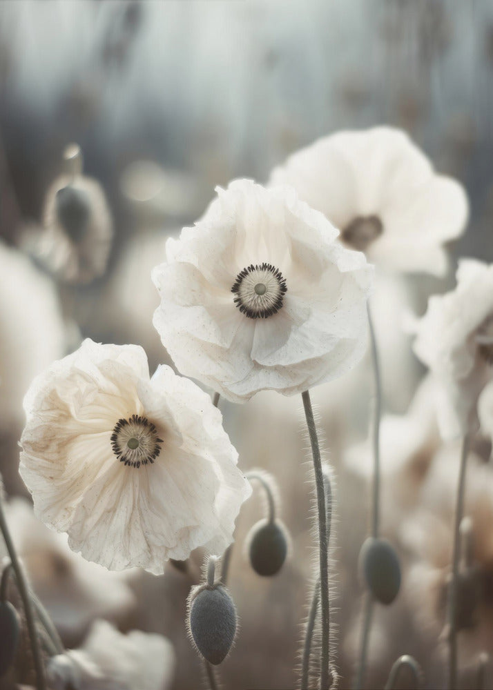 Gefluister van klaprozen | Canvas