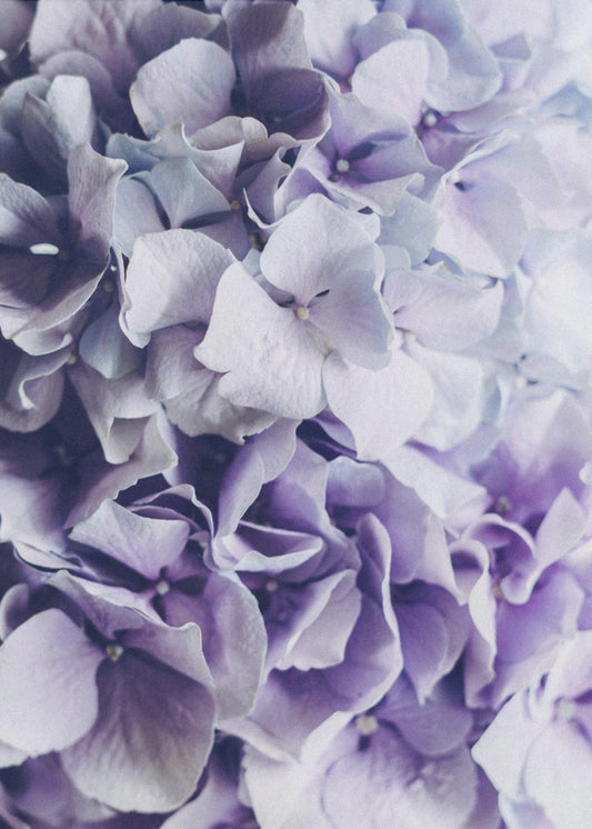Vibrant Purple Hydrangea Flowers | Canvas