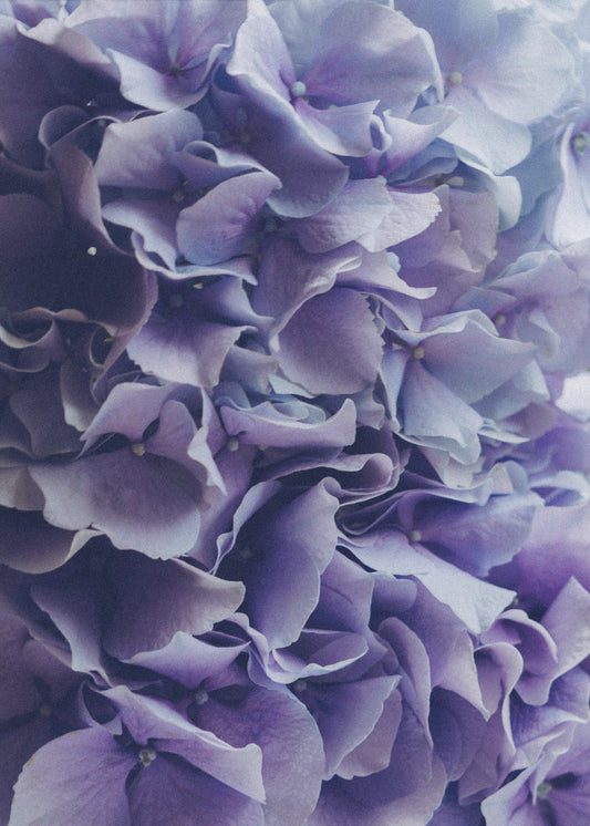 Vibrant Purple Hydrangea Flowers | Canvas