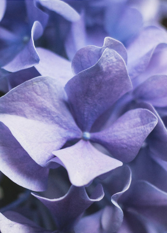 Delicate Purple Hydrangea Petals | Canvas