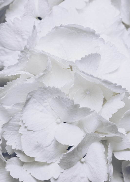 Delicate White Hydrangea Petals | Canvas